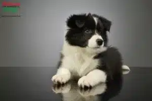 Mehr über den Artikel erfahren Border Collie Züchter und Welpen im Ruhrgebiet