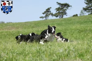 Mehr über den Artikel erfahren Border Collie Züchter und Welpen in Saarbrücken