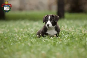 Mehr über den Artikel erfahren Border Collie Züchter und Welpen in Saarlouis