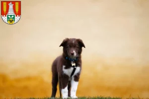 Mehr über den Artikel erfahren Border Collie Züchter und Welpen in Salzgitter