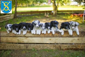 Mehr über den Artikel erfahren Border Collie Züchter und Welpen in Sangerhausen