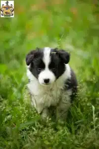 Mehr über den Artikel erfahren Border Collie Züchter und Welpen in Schleiz