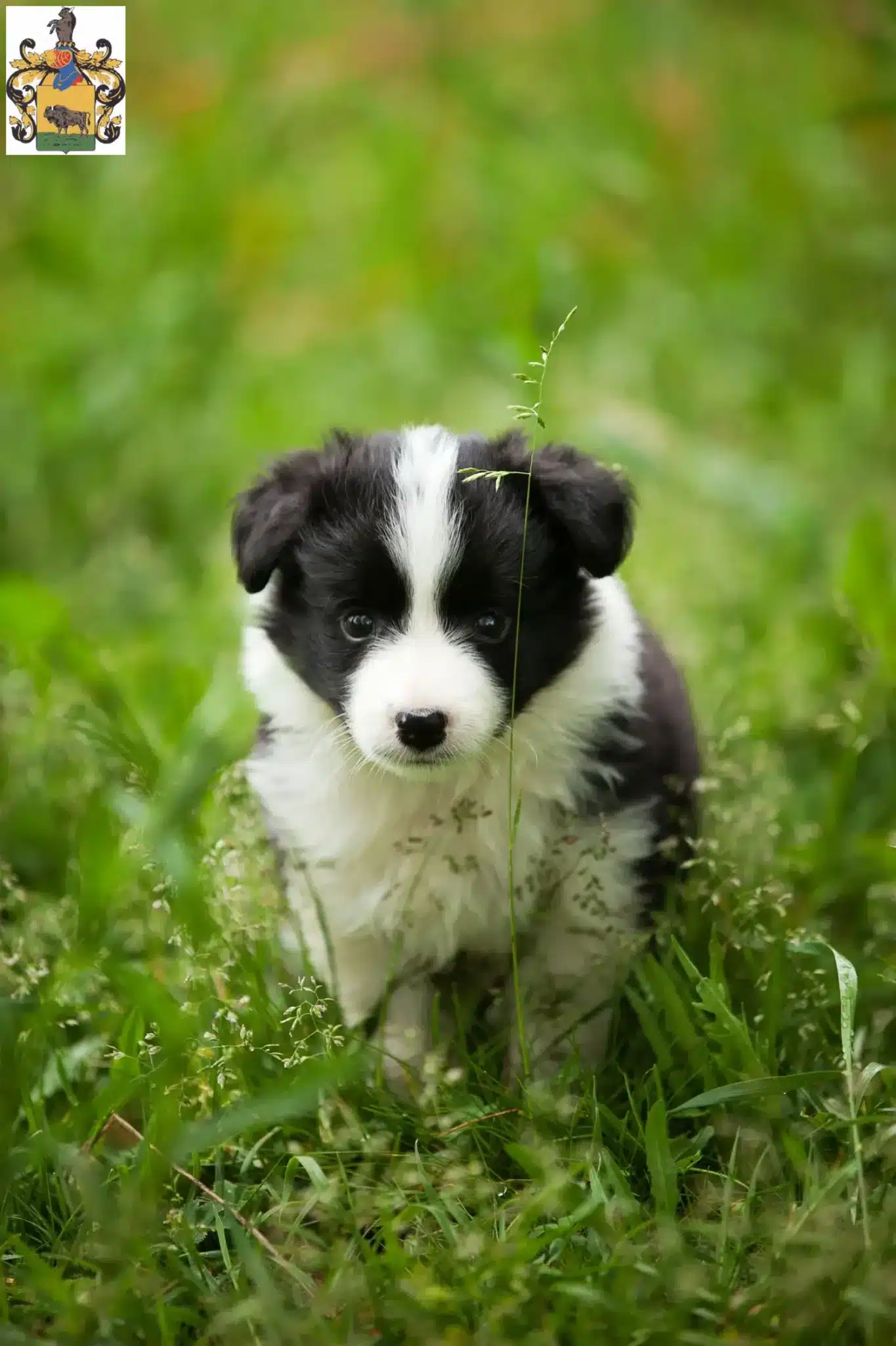 Mehr über den Artikel erfahren Border Collie Züchter und Welpen in Schleiz