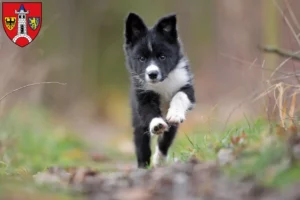Mehr über den Artikel erfahren Border Collie Züchter und Welpen in Schwabach