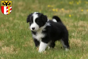 Mehr über den Artikel erfahren Border Collie Züchter und Welpen in Schwaben