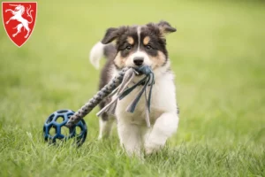 Mehr über den Artikel erfahren Border Collie Züchter und Welpen in Schwäbisch Gmünd