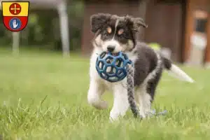 Mehr über den Artikel erfahren Border Collie Züchter und Welpen in Schwäbisch Hall
