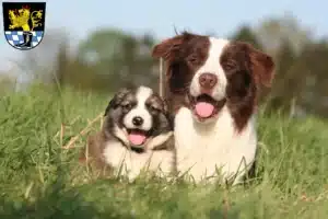 Mehr über den Artikel erfahren Border Collie Züchter und Welpen in Schwandorf
