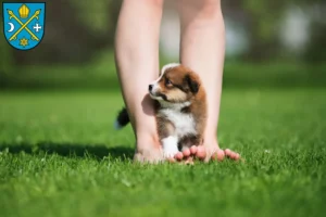 Mehr über den Artikel erfahren Border Collie Züchter und Welpen in Seelow