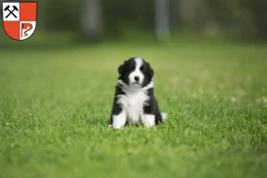 Mehr über den Artikel erfahren Border Collie Züchter und Welpen in Senftenberg