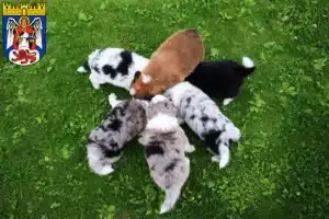 Mehr über den Artikel erfahren Border Collie Züchter und Welpen in Siegburg