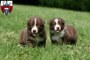 Mehr über den Artikel erfahren Border Collie Züchter und Welpen in Siegen
