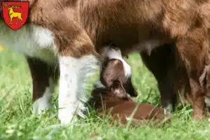 Mehr über den Artikel erfahren Border Collie Züchter und Welpen in Sigmaringen