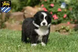 Mehr über den Artikel erfahren Border Collie Züchter und Welpen in Simmern/Hunsrück