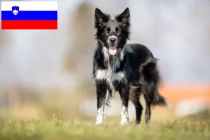 Mehr über den Artikel erfahren Border Collie Züchter und Welpen in Slowenien