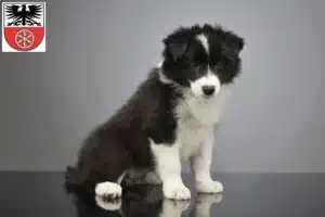 Mehr über den Artikel erfahren Border Collie Züchter und Welpen in Sömmerda