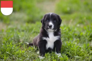 Mehr über den Artikel erfahren Border Collie Züchter und Welpen in Solothurn