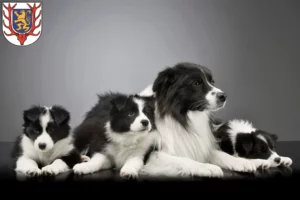 Mehr über den Artikel erfahren Border Collie Züchter und Welpen in Sondershausen
