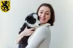 Mehr über den Artikel erfahren Border Collie Züchter und Welpen in Sonneberg