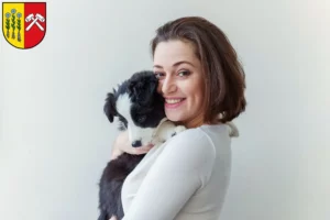 Mehr über den Artikel erfahren Border Collie Züchter und Welpen in Sonthofen