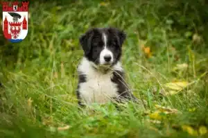 Mehr über den Artikel erfahren Border Collie Züchter und Welpen in Spandau