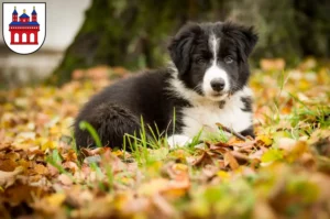 Mehr über den Artikel erfahren Border Collie Züchter und Welpen in Speyer