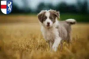 Mehr über den Artikel erfahren Border Collie Züchter und Welpen in St. Pölten