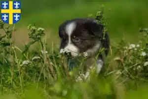 Mehr über den Artikel erfahren Border Collie Züchter und Welpen in St. Wendel