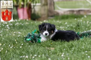 Mehr über den Artikel erfahren Border Collie Züchter und Welpen in Stadthagen