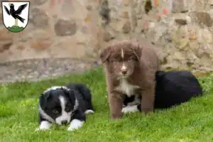 Mehr über den Artikel erfahren Border Collie Züchter und Welpen in Starnberg