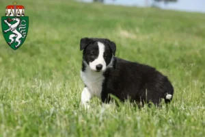 Mehr über den Artikel erfahren Border Collie Züchter und Welpen in der Steiermark