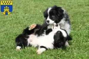 Mehr über den Artikel erfahren Border Collie Züchter und Welpen in Steinfurt