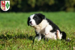 Mehr über den Artikel erfahren Border Collie Züchter und Welpen in Stendal