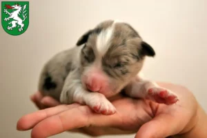Mehr über den Artikel erfahren Border Collie Züchter und Welpen in Steyr