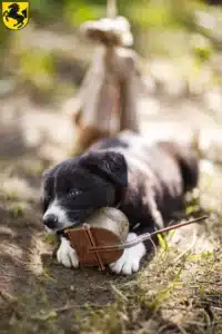 Mehr über den Artikel erfahren Border Collie Züchter und Welpen in Stuttgart