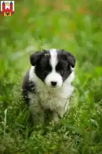 Mehr über den Artikel erfahren Border Collie Züchter und Welpen in Suhl