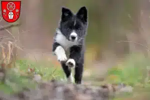 Mehr über den Artikel erfahren Border Collie Züchter und Welpen in Tauberbischofsheim
