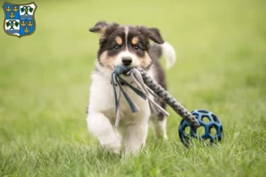 Mehr über den Artikel erfahren Border Collie Züchter und Welpen am Tegernsee