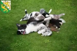 Mehr über den Artikel erfahren Border Collie Züchter und Welpen in Thurgau