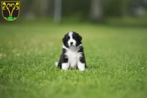 Mehr über den Artikel erfahren Border Collie Züchter und Welpen in Traunstein