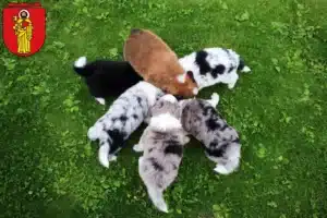 Mehr über den Artikel erfahren Border Collie Züchter und Welpen in Trier