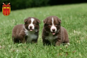 Mehr über den Artikel erfahren Border Collie Züchter und Welpen in Tübingen