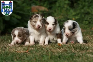 Mehr über den Artikel erfahren Border Collie Züchter und Welpen in Uelzen