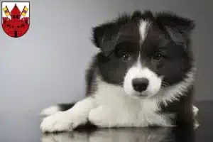 Mehr über den Artikel erfahren Border Collie Züchter und Welpen in Unna
