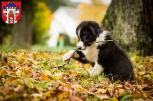 Mehr über den Artikel erfahren Border Collie Züchter und Welpen in Vechta