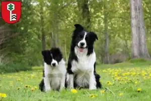 Mehr über den Artikel erfahren Border Collie Züchter und Welpen in Velbert