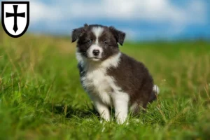 Mehr über den Artikel erfahren Border Collie Züchter und Welpen in Verden (Aller)