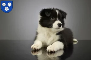 Mehr über den Artikel erfahren Border Collie Züchter und Welpen in Viersen