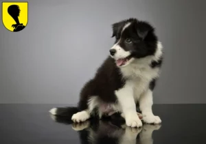 Mehr über den Artikel erfahren Border Collie Züchter und Welpen in Villach