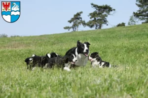 Mehr über den Artikel erfahren Border Collie Züchter und Welpen in Villingen-Schwenningen